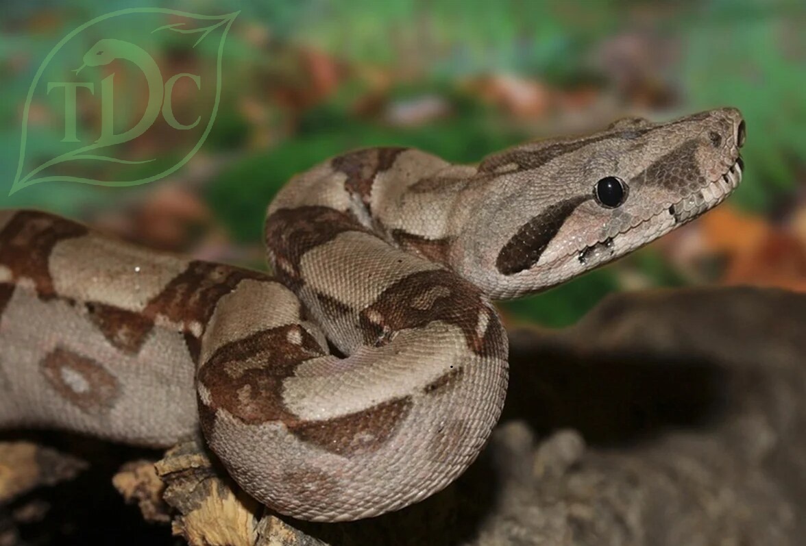 Boa imperator zwinięty na korze, zbliżenie na głowę i wzór ubarwienia