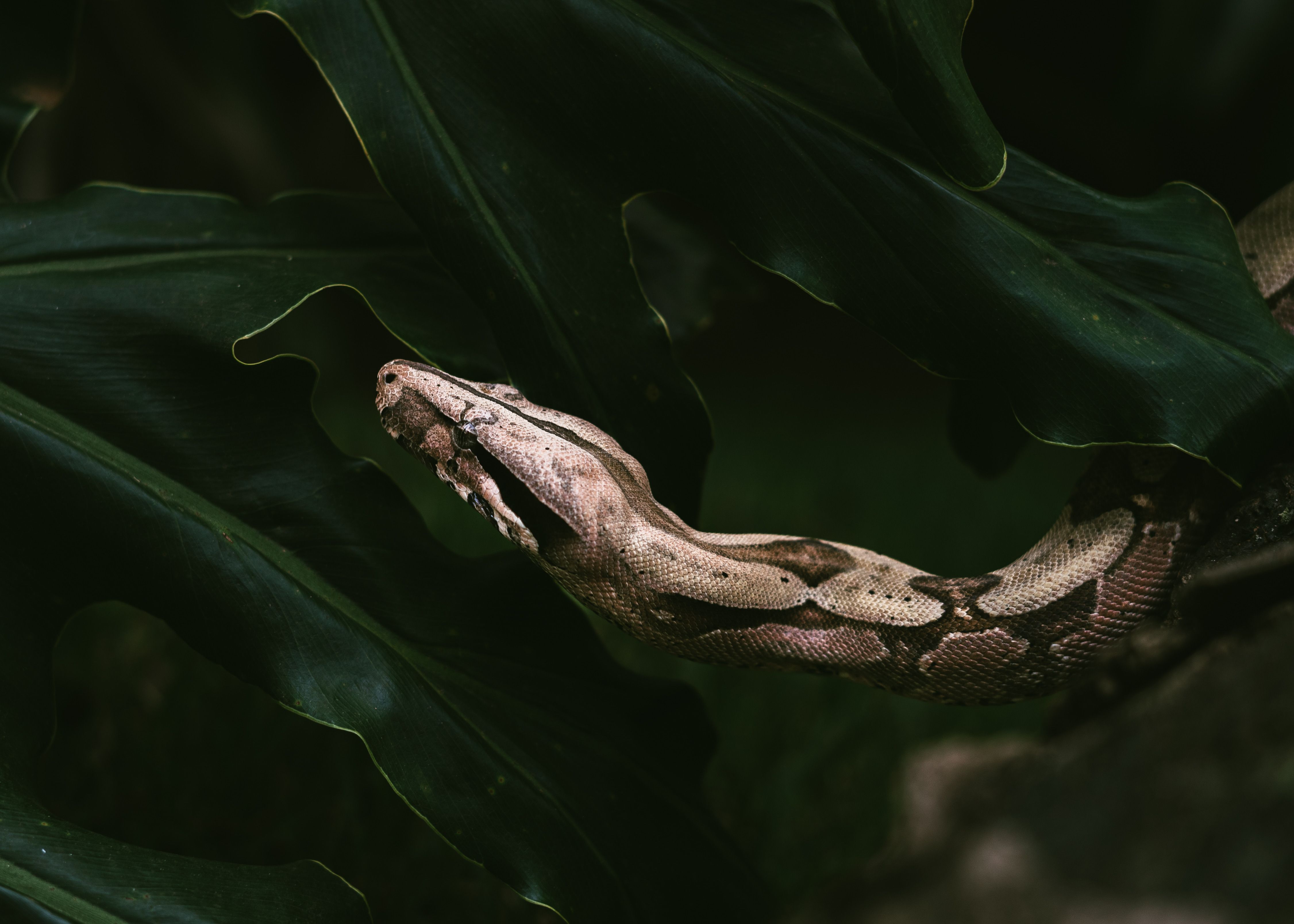 Wąż boa wśród liści, naturalne środowisko odwzorowane w terrarium tropikalnym