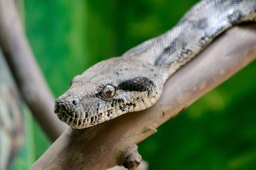 Boa imperator, wąż trzymany w terrarium