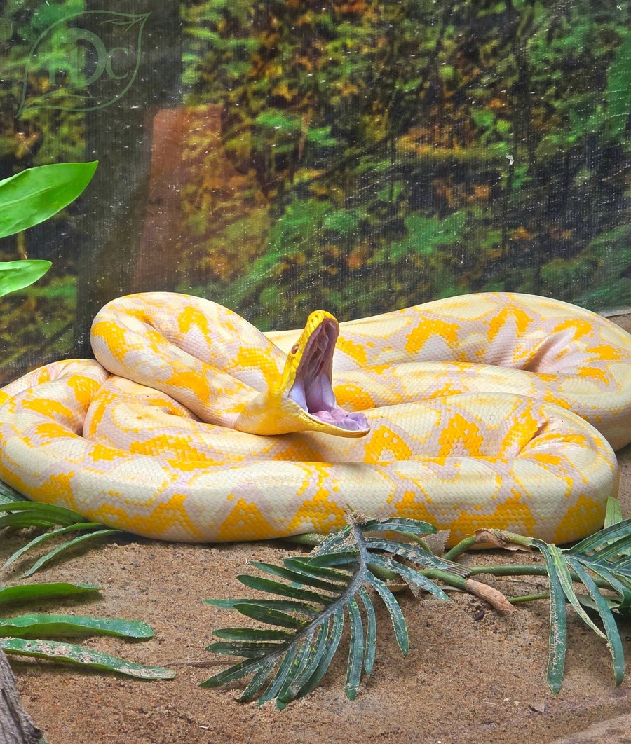 Pyton tygrysi w odmianie albinos, zwinięty w terrarium z otwartym pyskiem